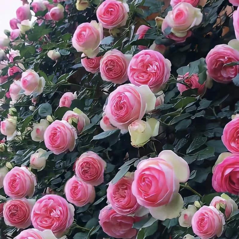 🌺Nasiona róży pnącej
