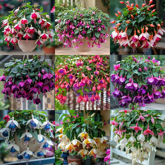 🌺Nasiona fuksji - Kwiat latarniowy