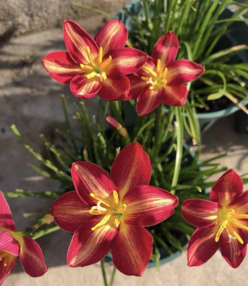 Cebule orchidei deszczowej – kwitną po kolejnym deszczu