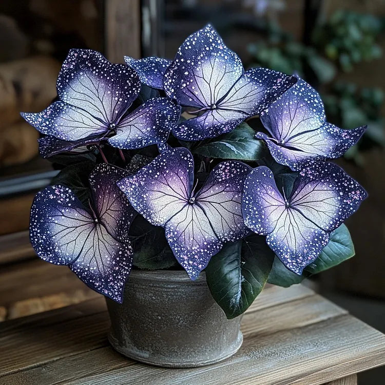 🌟Nocnoniebieska Hosta – wspaniały dodatek do Twojego domu! 🌟