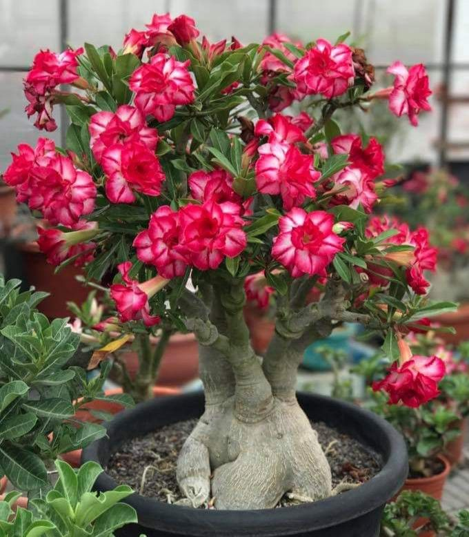 🔥Wyhoduj Królową Pustyni – teraz w obniżonej cenie!🎁 😍Uwielbia kwitnąć, długi okres kwitnienia 🌵 Róża Pustyni