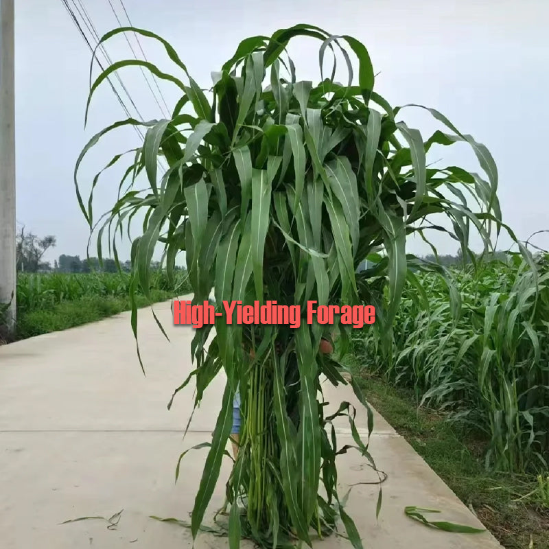 🌿Hybrydowa odmiana sorgo-trawa sudańska✅Wysokopudowne nasiona paszowe