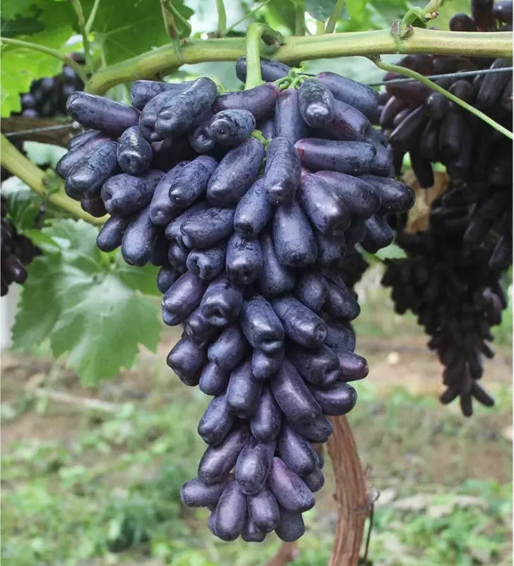 🔥 OSTATNI DZIEŃ PROMOCJI - 30% ZNIŻKI 💜 Winogrona Sweet Sapphire (rzadkie winogrona palczaste) 🍇
