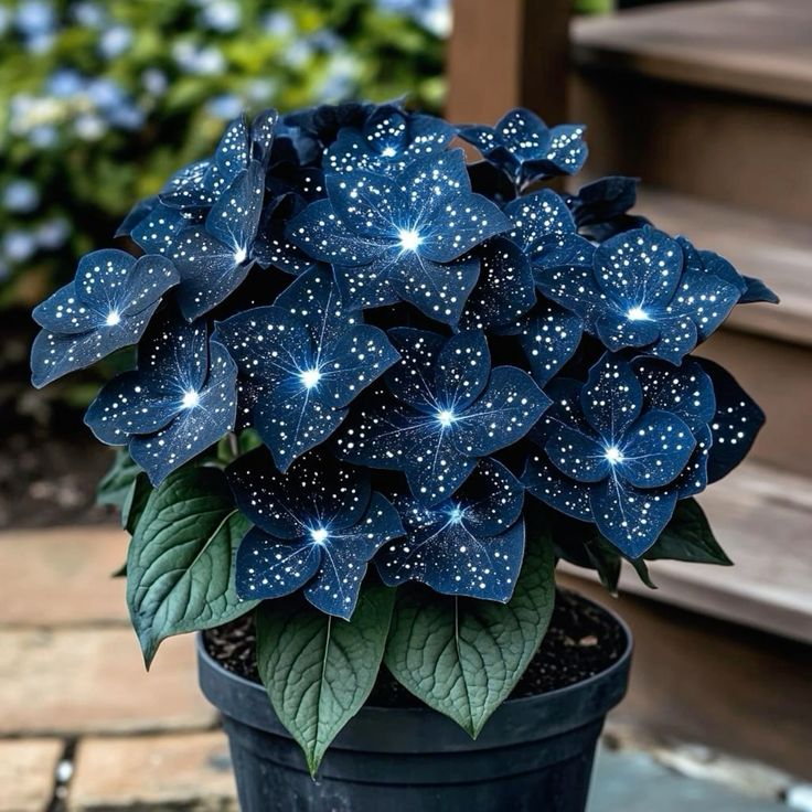 🌟Nocnoniebieska Hosta – wspaniały dodatek do Twojego domu! 🌟