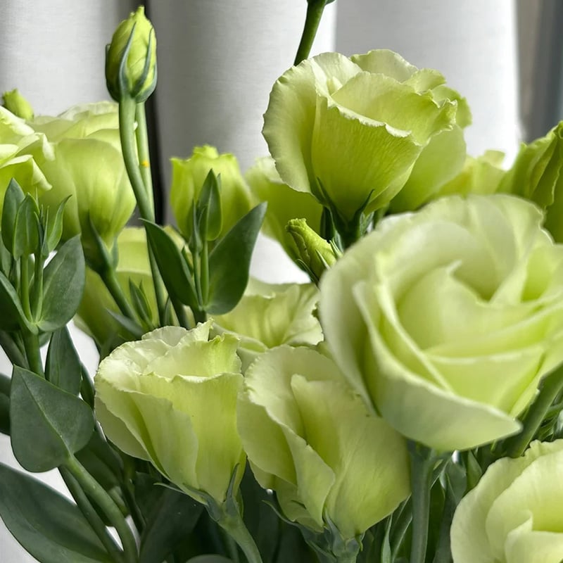 🔥Ostatni dzień wyprzedaży💝Eustoma Thornless Rose💐Lisianthus Seeds