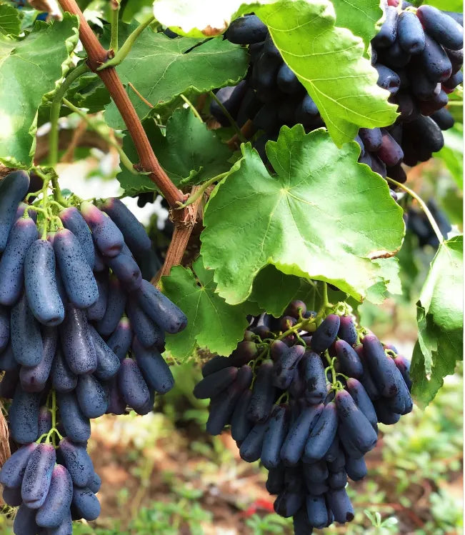 🔥 OSTATNI DZIEŃ PROMOCJI - 30% ZNIŻKI 💜 Winogrona Sweet Sapphire (rzadkie winogrona palczaste) 🍇
