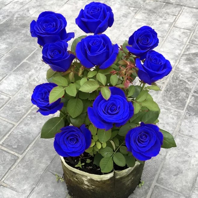 💙NASIONA RÓŻY BLUE ENCHANTRESS✨