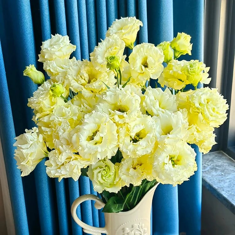 🔥Ostatni dzień wyprzedaży💝Eustoma Thornless Rose💐Lisianthus Seeds