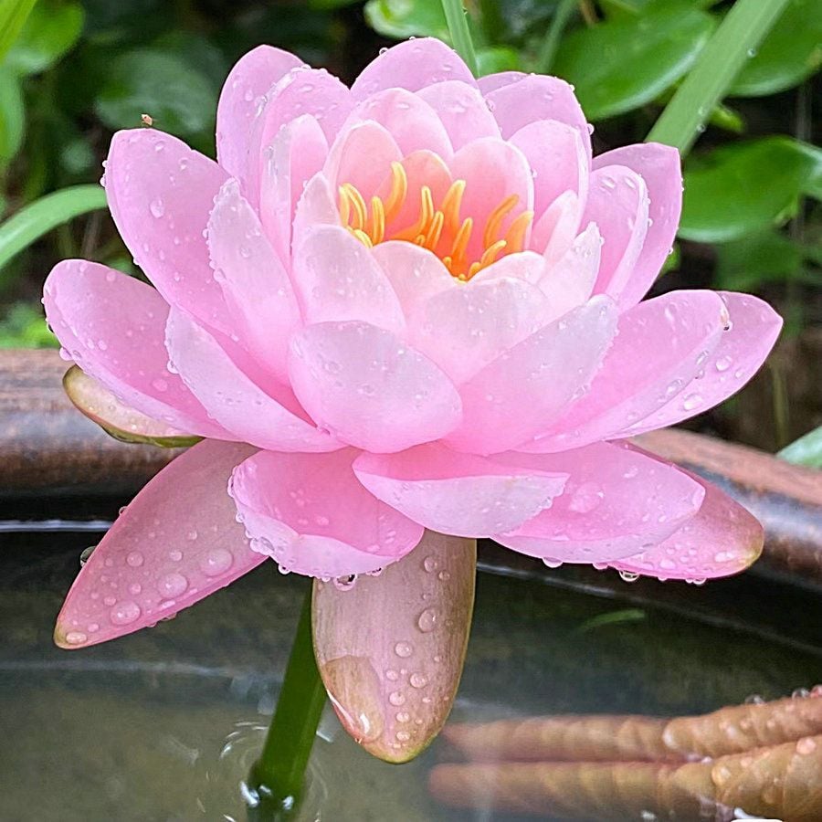 💐Święta misa do bonsai - kwiat lotosu