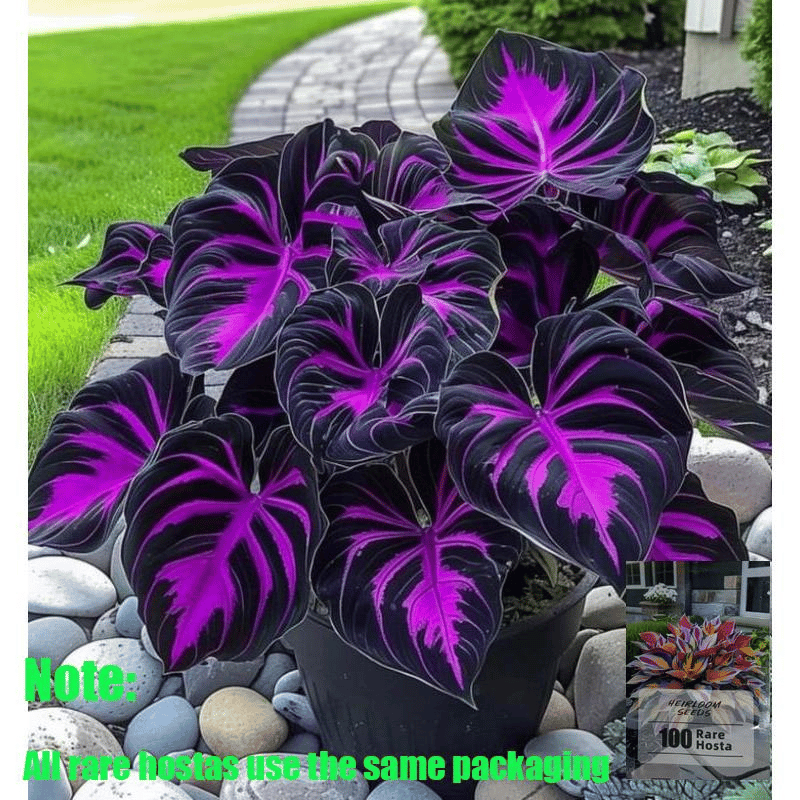 🌿 Rzadkie cebule kwiatów hosty🎁 Oferta specjalna 2025