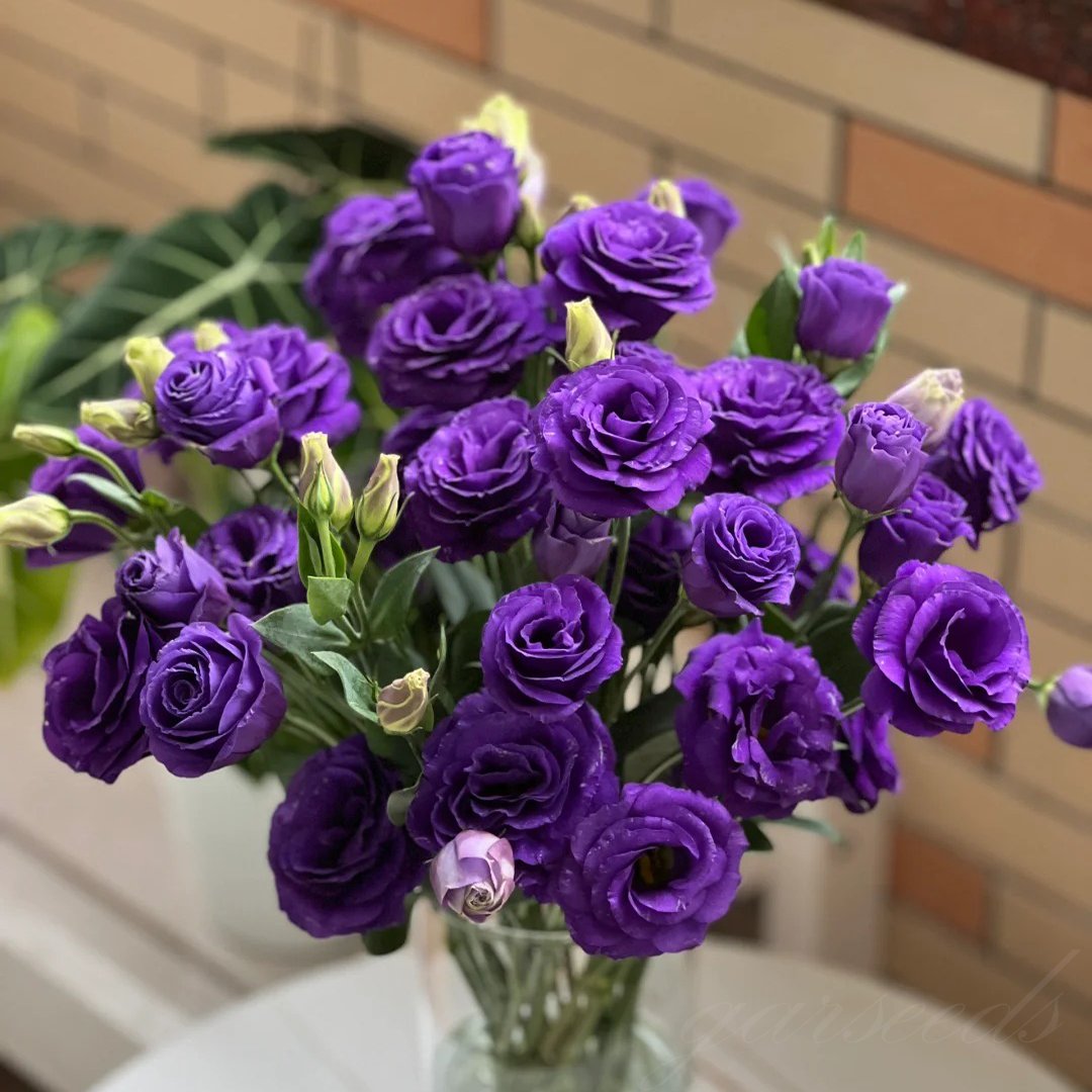 🔥Ostatni dzień wyprzedaży💝Eustoma Thornless Rose💐Lisianthus Seeds