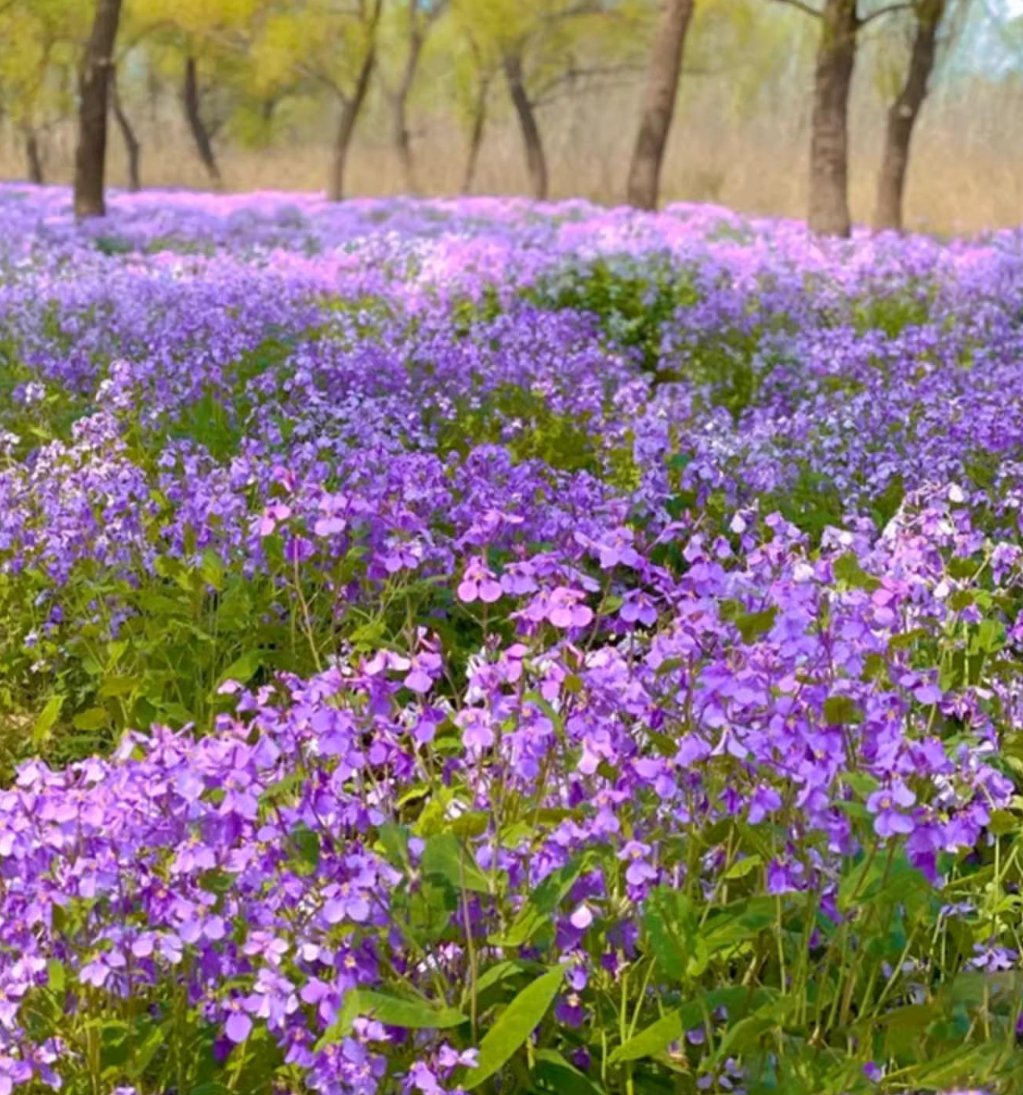 💜Nasiona storczyków lutowych | Morze „Infinity Purple”