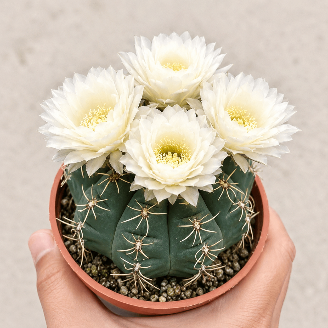 🌵 Poznaj swojego nowego najlepszego przyjaciela – kaktusa Gymnocalycium baldianum! 💕