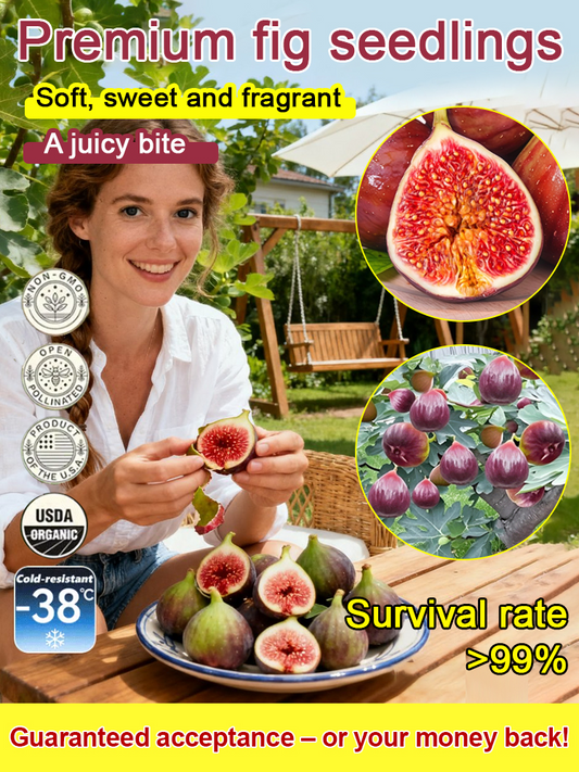 [Ciesz się świeżymi owocami każdego dnia] Sadzonki fig importowane z Grecji