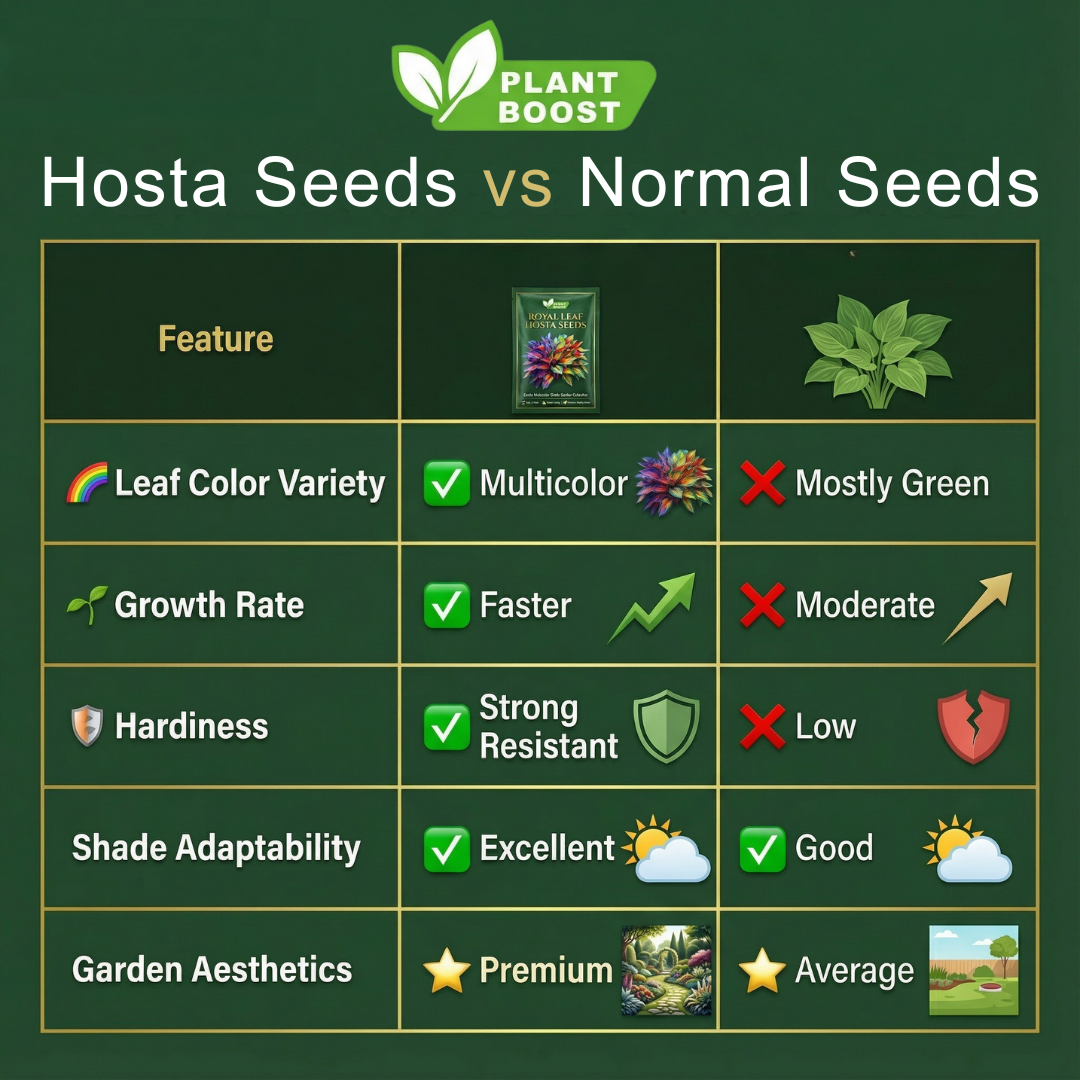 Nasiona hosty Royal Leaf