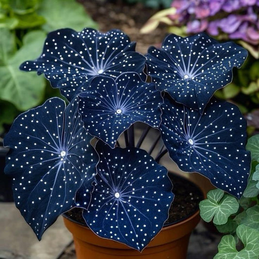 🌟Nocnoniebieska Hosta – wspaniały dodatek do Twojego domu! 🌟