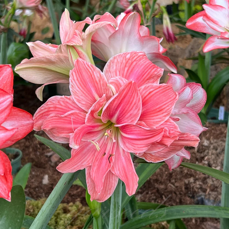 Cebulki amarylisów o podwójnych kwiatach🌼