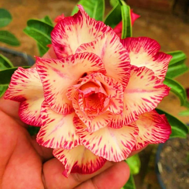 🔥Wyhoduj Królową Pustyni – teraz w obniżonej cenie!🎁 😍Uwielbia kwitnąć, długi okres kwitnienia 🌵 Róża Pustyni