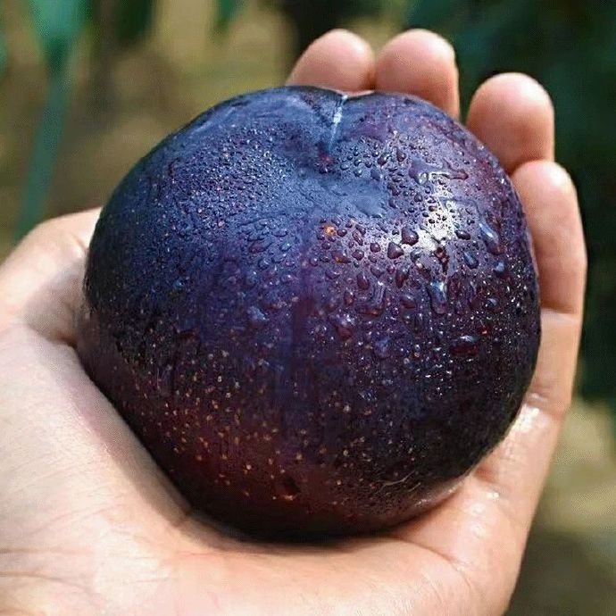 Wysokowydajna kolekcja śliwek heirloom – Twój prywatny sukces sadowniczy zaczyna się tutaj