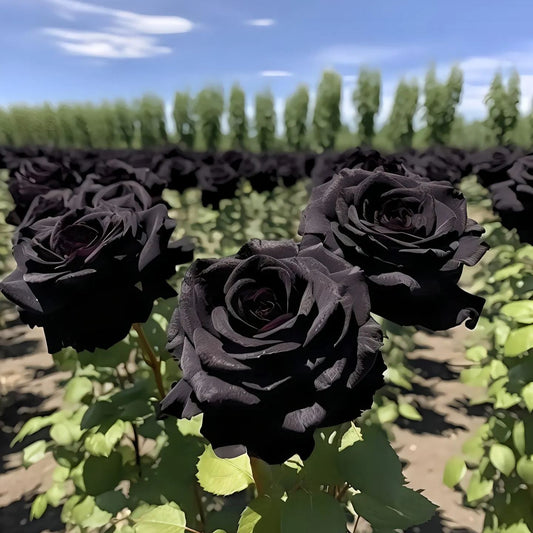 Nasiona Black Knight Velvet Rose🖤