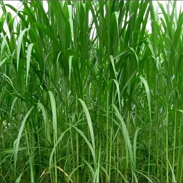 🌿Hybrydowa odmiana sorgo-trawa sudańska✅Wysokopudowne nasiona paszowe